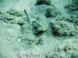 Sand ray on inside reef at Lauderdale by the Sea by Michael Kovach 
